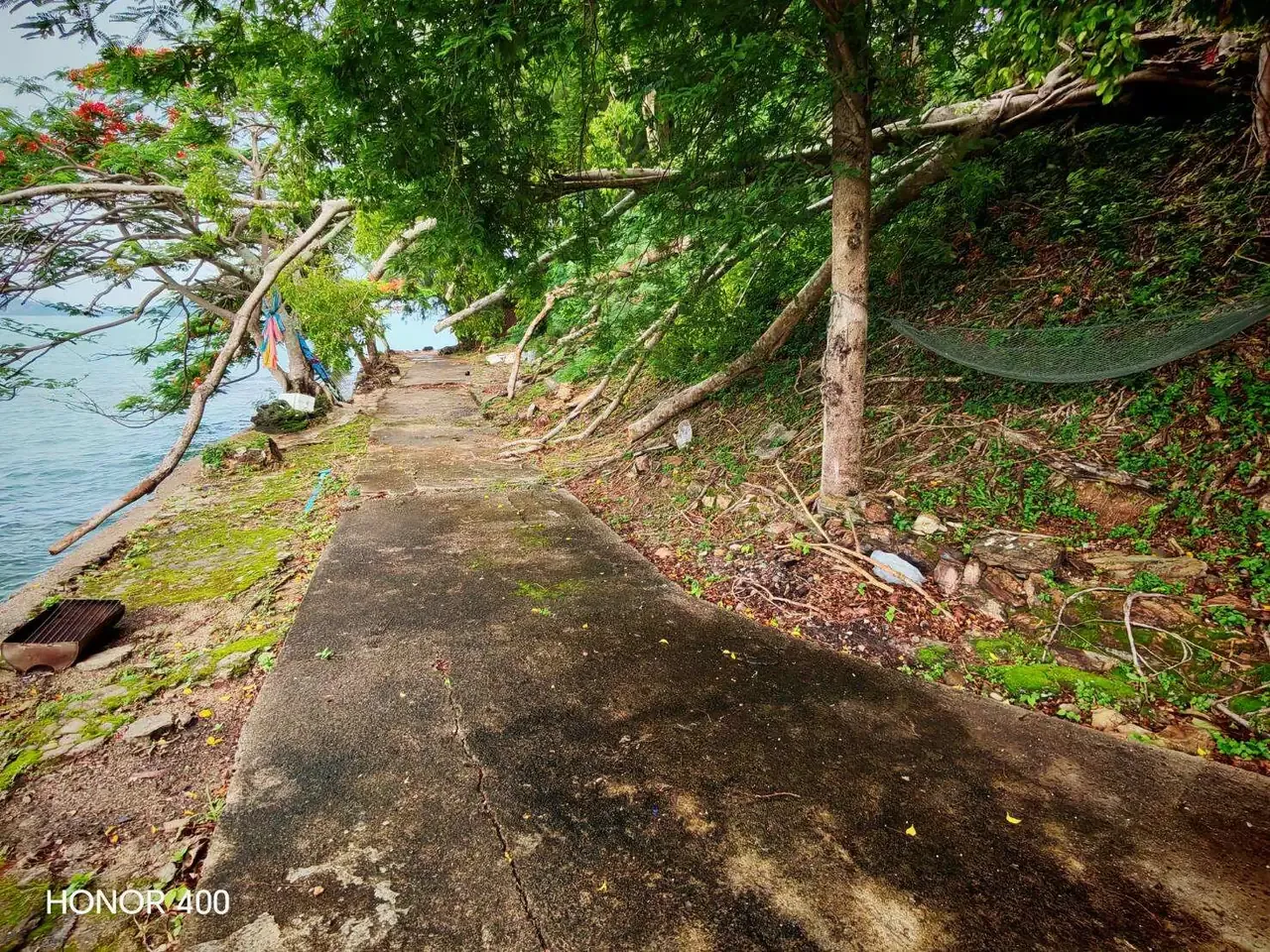 Concrete shoreline path beneath mature trees