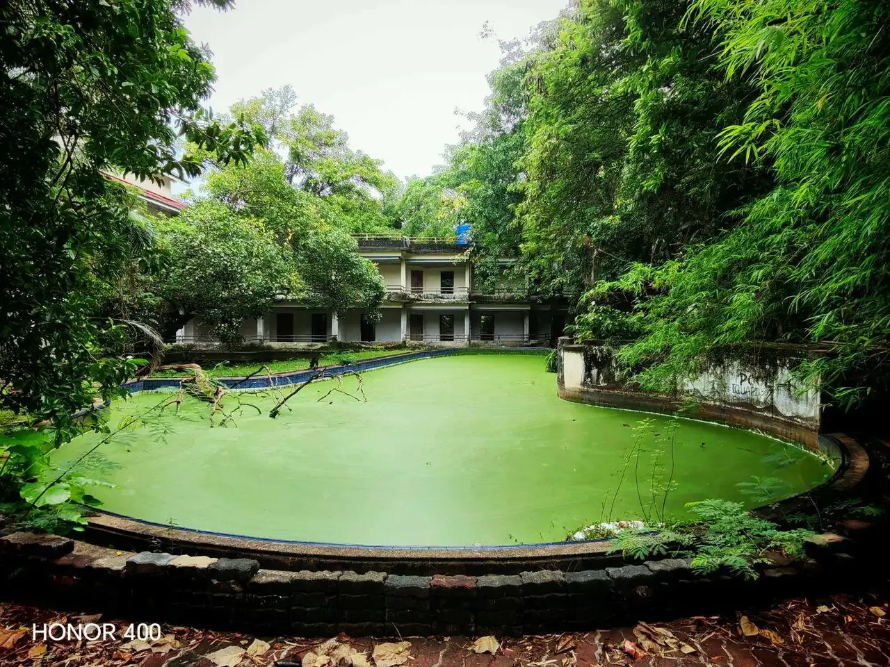 Existing swimming pool surrounded by mature planting