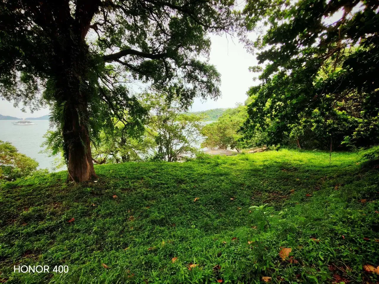 Grassy waterfront clearing beneath mature trees