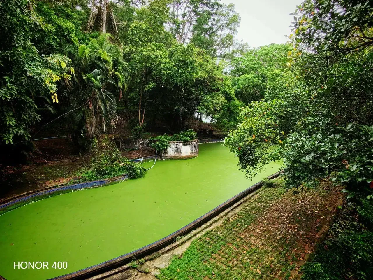 Swimming pool seen through dense tropical planting