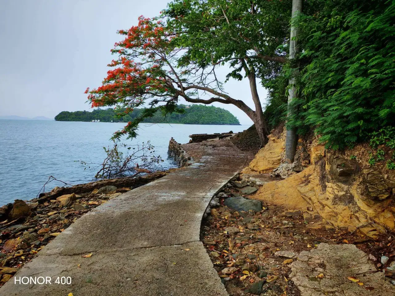 Concrete coastal path beneath a red-flowering tree